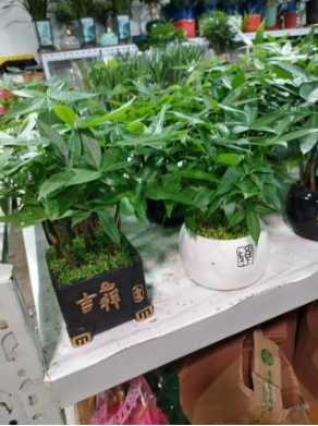 绿植租摆