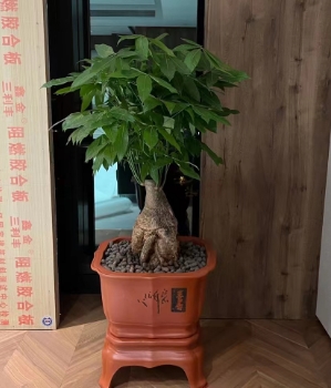 绿植租摆