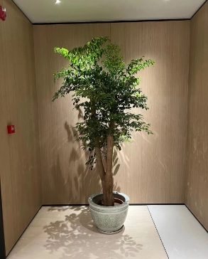 绿植租摆