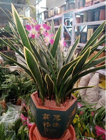 绿植租摆